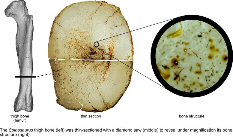 Spinosaurus Bone Cross Section