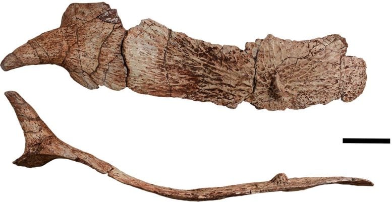 Garzapelta muelleri Osteoderms