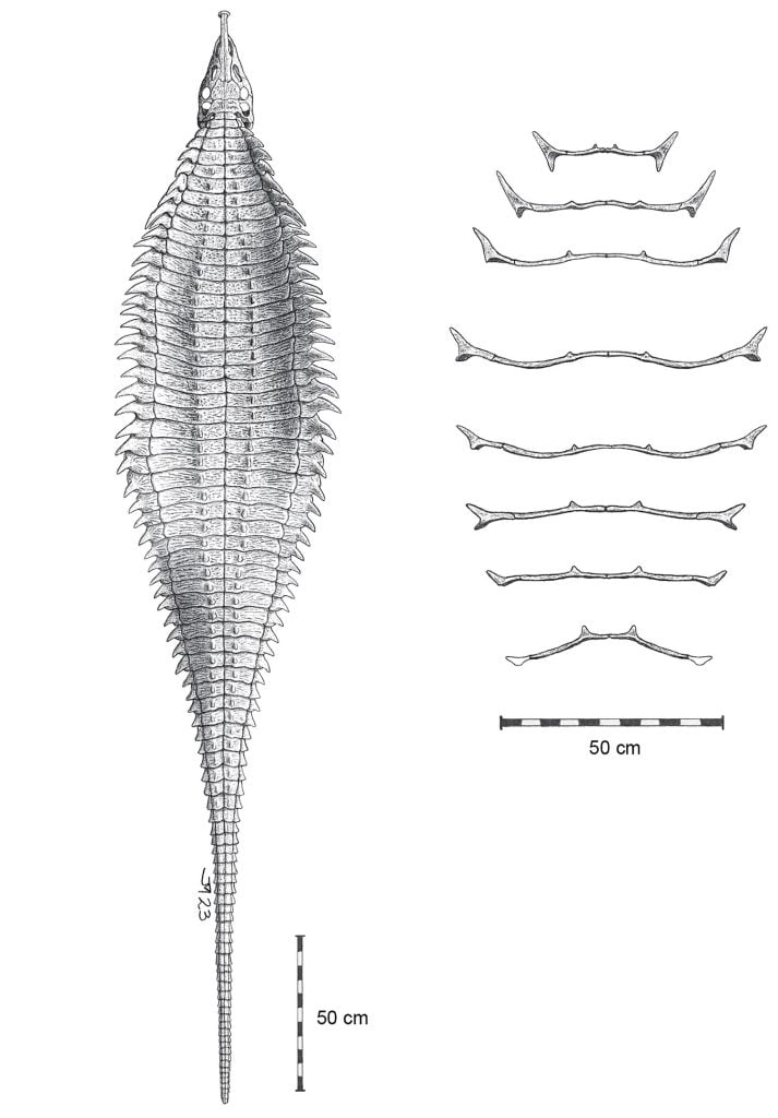 Garzapelta Carapace Reconstruction