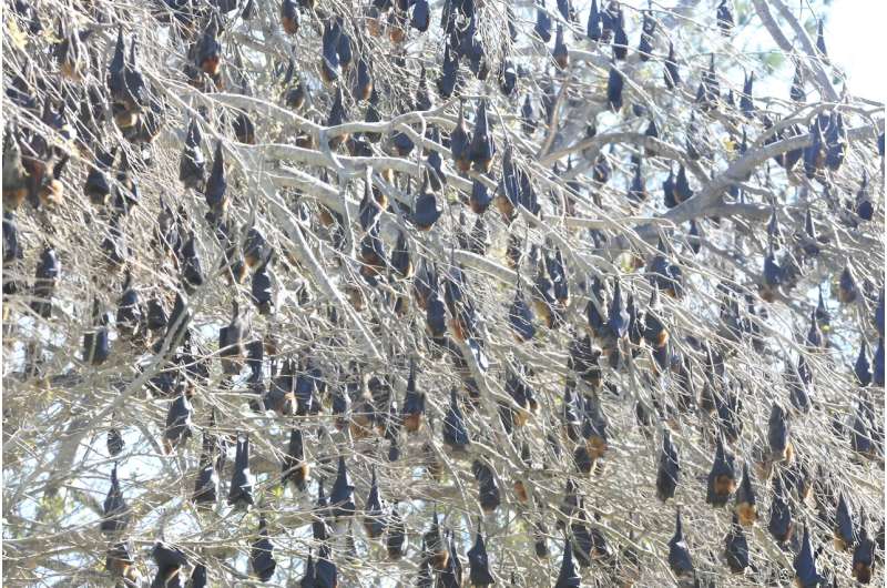 Grey-headed flying-fox population is stable—10 years of monitoring reveals this threatened species is doing well