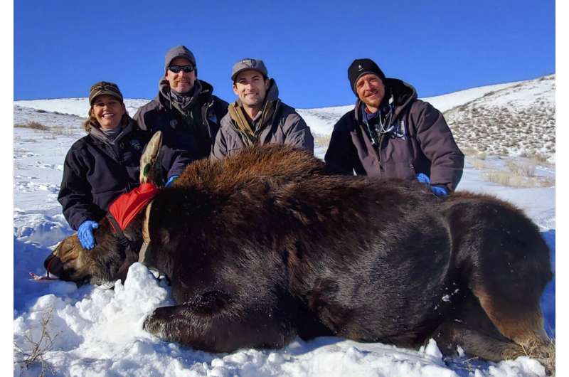 Nevada's first big-game moose hunt will be tiny as unusual southern expansion defies climate change