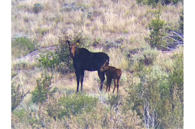 Nevada's first big-game moose hunt will be tiny as unusual southern expansion defies climate change