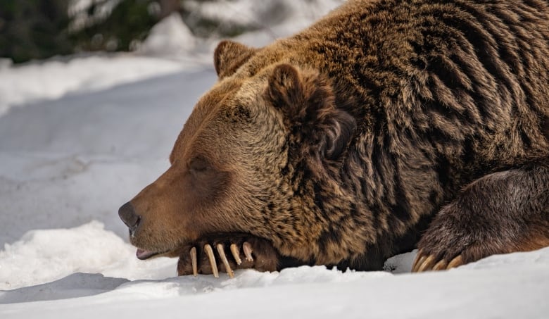 a bear with long claws sleeps on the snow.