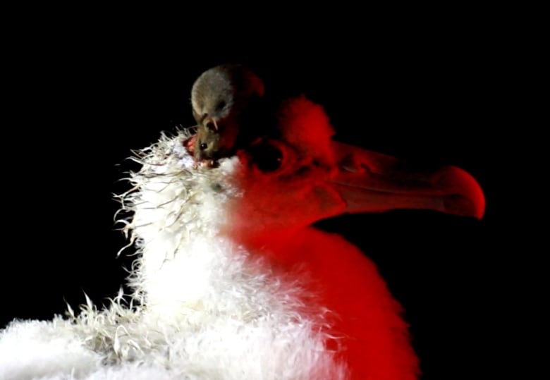 A mouse on top of the head of a live bird, attacking the bird and nibbling at the exposed tissue in a wound. 