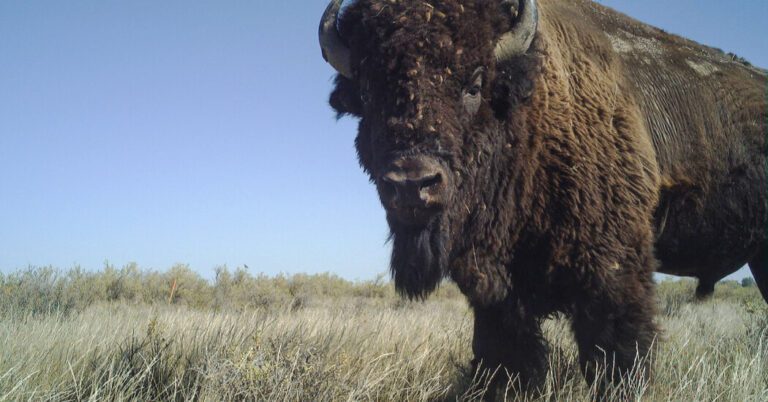 Pandemic Lockdowns Had Varied Effects on Wildlife