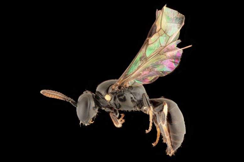 Hylaeus navai