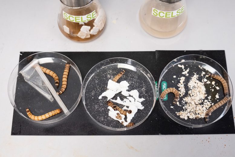 Scientists Develop Artificial ‘Worm Gut’ To Break Down Plastics