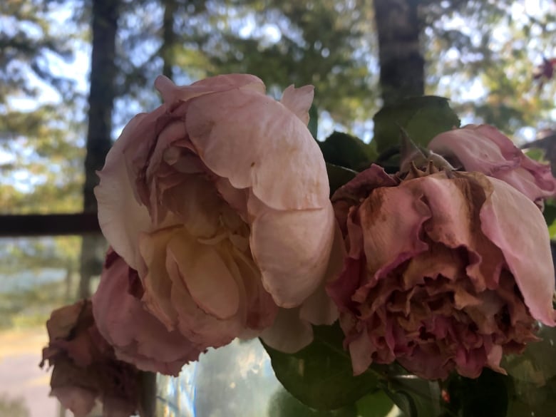 A bouquet of pink wilting roses.  