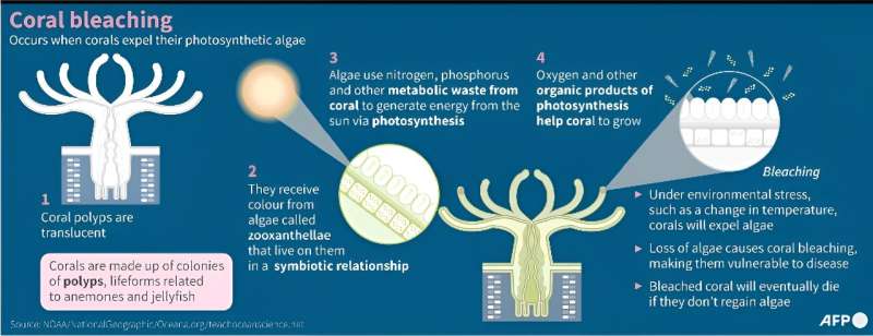 Coral bleaching