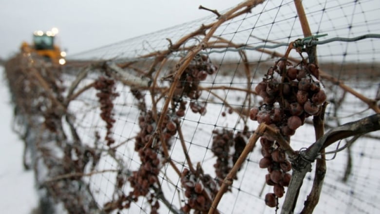 Wines hang on the vines in a vineyard covered in snow