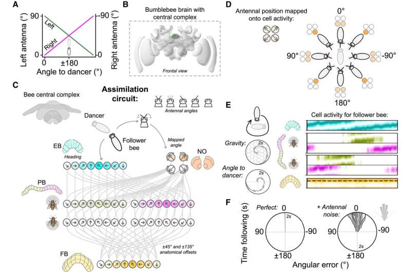 Bees use antennae to decode hive mates' dances