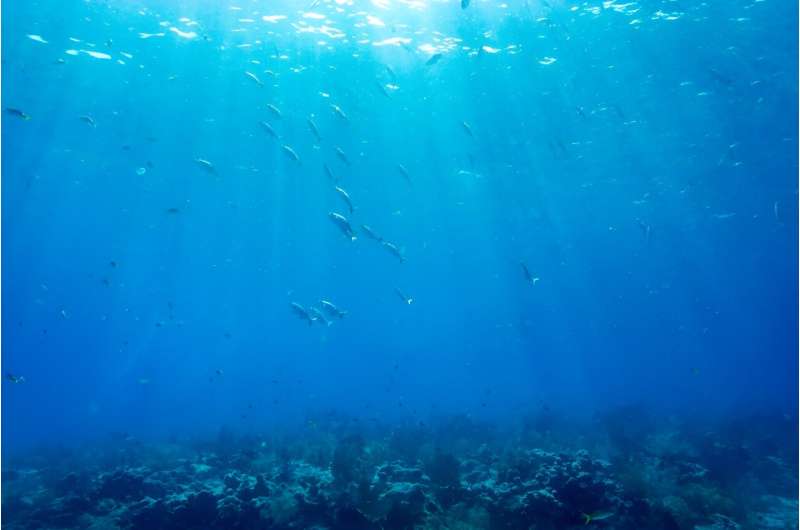 The health of a coral reef - like this one in Key West, Florida - can be heard in the sounds produced by the species living there, scientists say