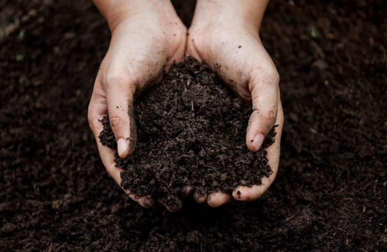 Hand Holding Soil