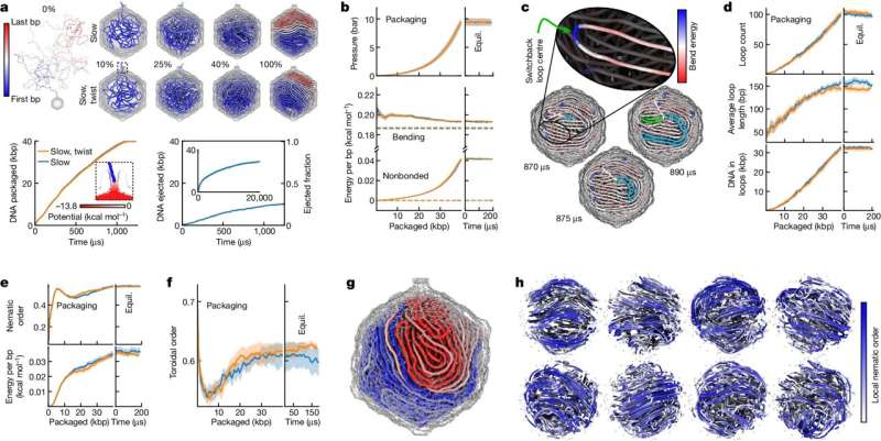 First atom-level structure of packaged viral genome reveals new properties, dynamics