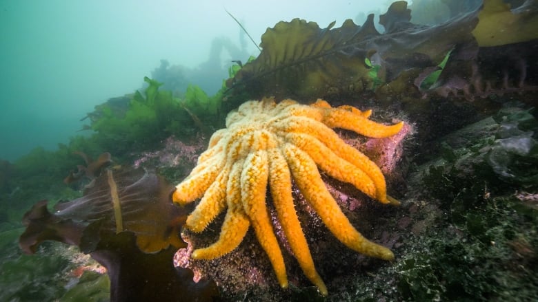 A massive, bright yellow sea star with more than a dozen bumpy legs perched on some coral. 