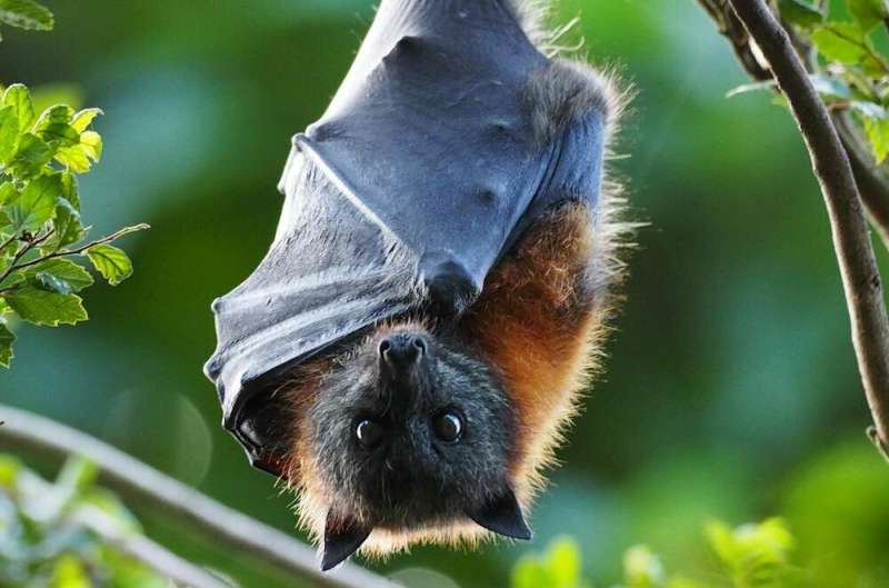 Grey-headed flying-fox population is stable—10 years of monitoring reveals this threatened species is doing well