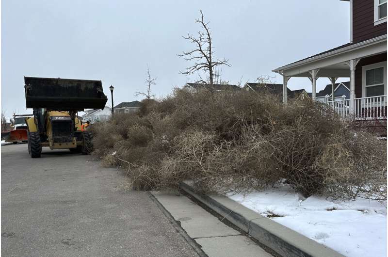 Iconic Old West tumbleweeds roll in and blanket parts of suburban Salt Lake City