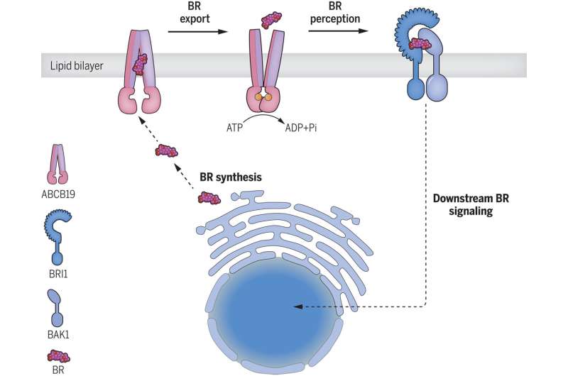 In a first, team identifies mysterious exporter for brassinosteroid plant hormone