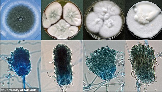 Inside the lab where killer fungi experts working to stop next global pandemic – after WHO warns four organisms ‘critical’ threats to public health