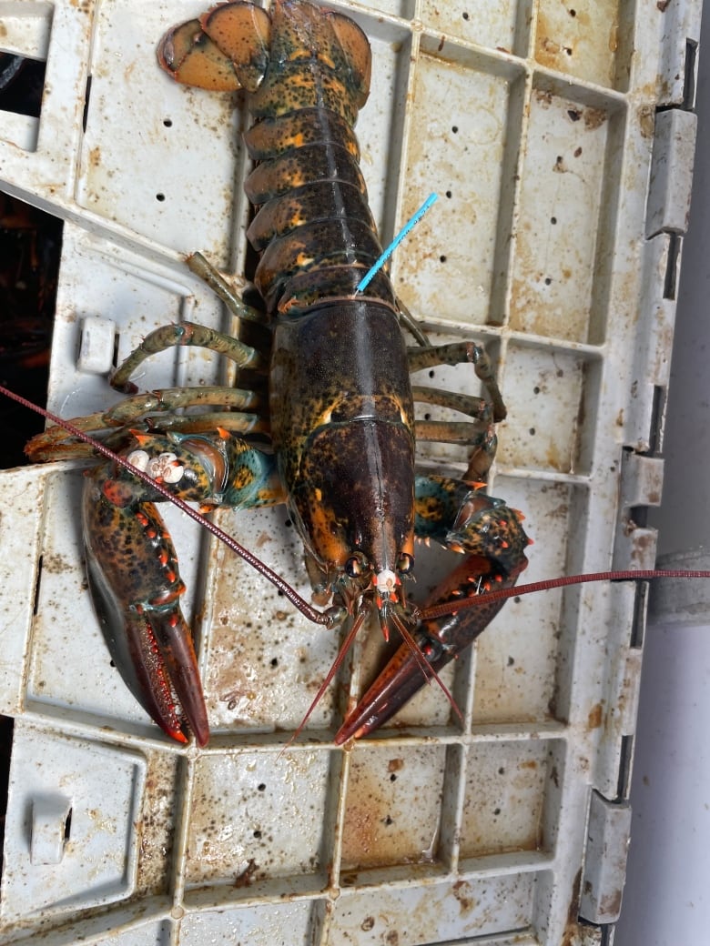 lobster with tag