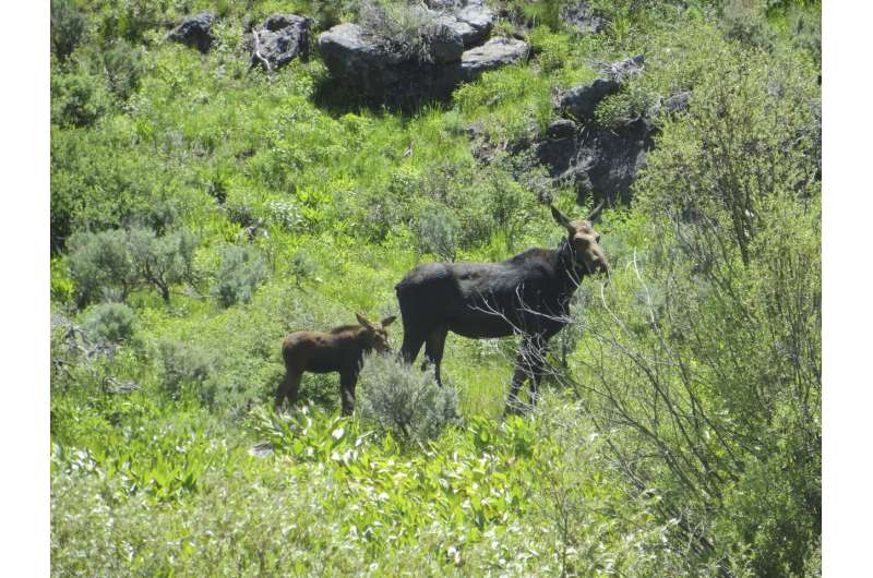 Nevada's first big-game moose hunt will be tiny as unusual southern expansion defies climate change