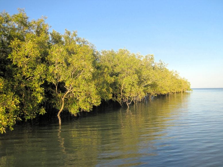 Mangrove Trees