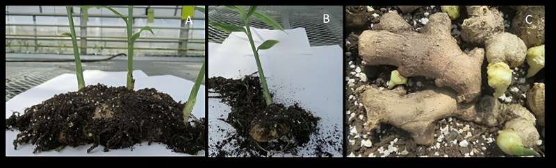 Organic ginger's response to propagation, fertilizer in high-tunnel