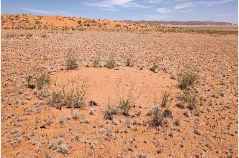 Fairy circles: Plant water stress causes Namibia's gaps in grass