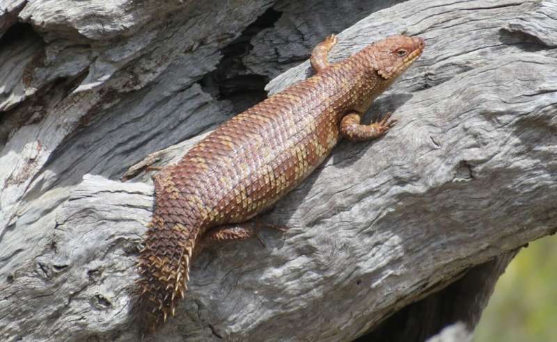 Reptile roadkill reveals new threat to endangered lizard species