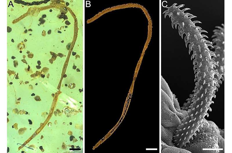 Scientists discover endoparasitic marine tapeworm trapped in Cretaceous amber