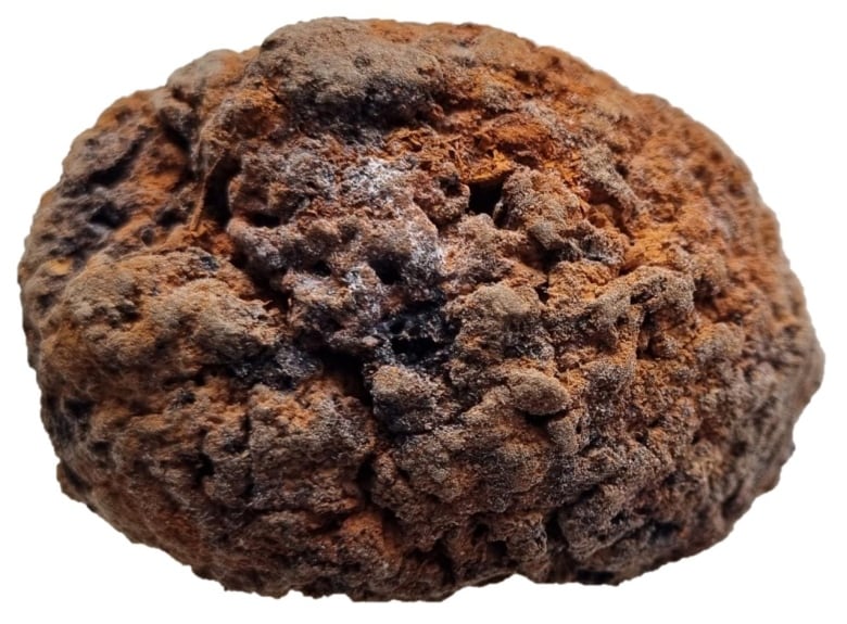 Closeup of a rusty looking brain against a white backdrop.