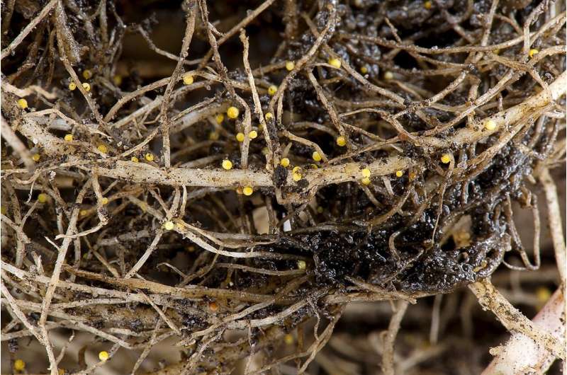 Soil steaming is effective against pests in potato