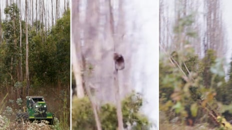 Video shows koalas clinging to trees as gum trees cut down on Kangaroo Island – video