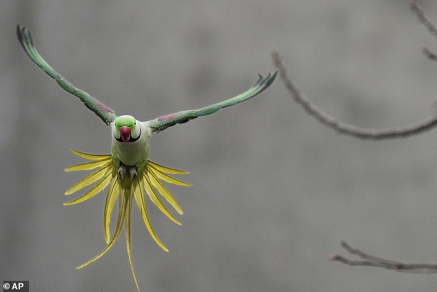 Urgent warning over ‘bird chlamydia’ following deaths of five humans in ‘unusual’ outbreak sweeping Europe