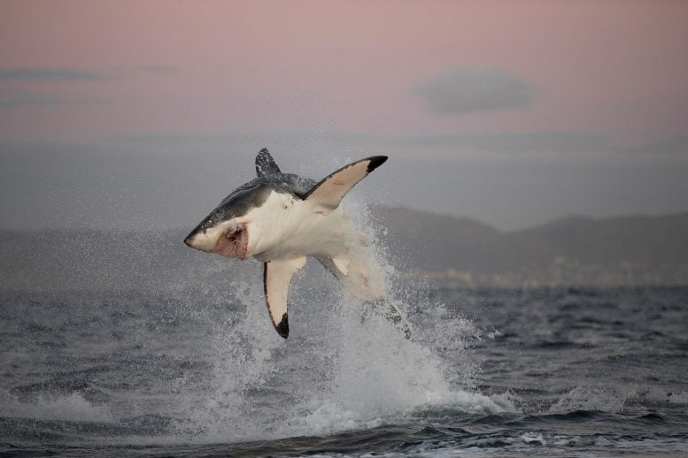 Great White Shark Breaching in False Bay, South Africa