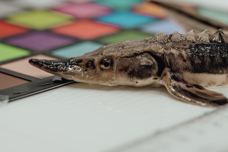 A sturgeon head close up on a table