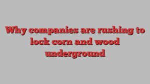 Why companies are rushing to lock corn and wood underground