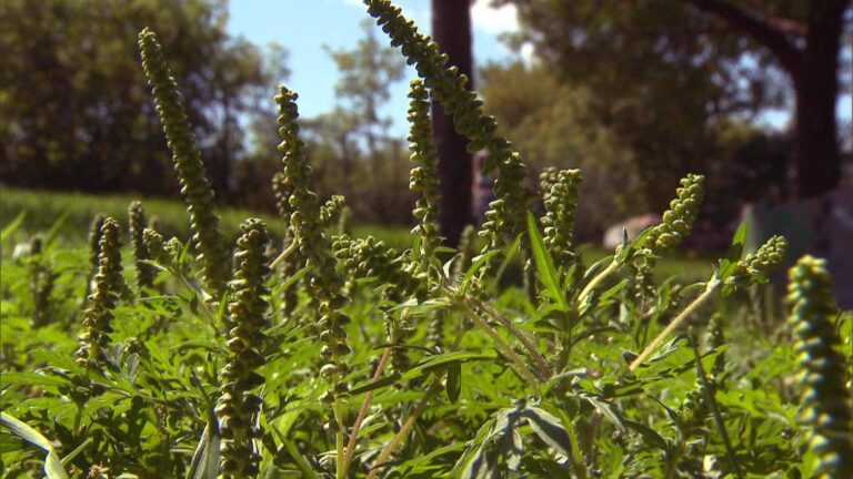 Yes, seasonal allergies are arriving earlier