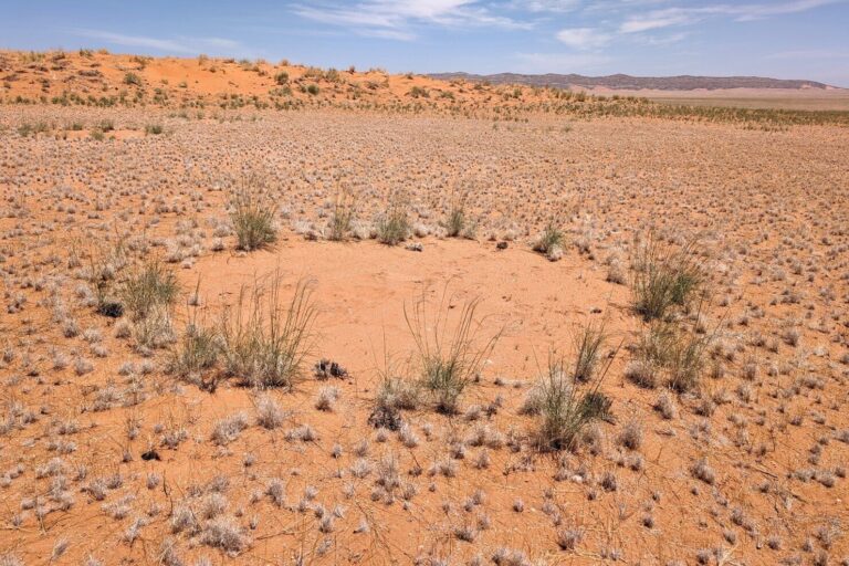 Plant water stress causes Namibia’s gaps in grass