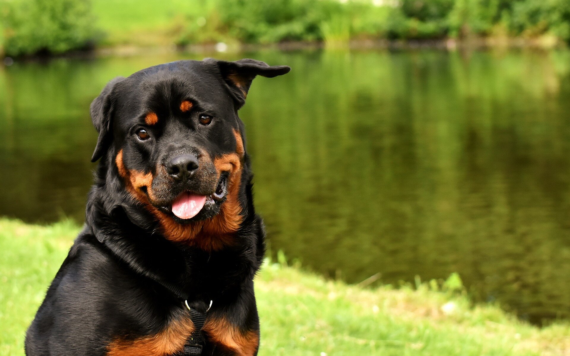 rottweiler.jpg