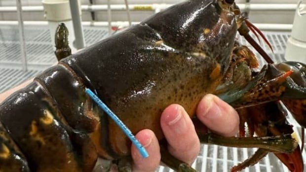 Lobster tagged in New Brunswick caught over 250 kilometres away in Maine