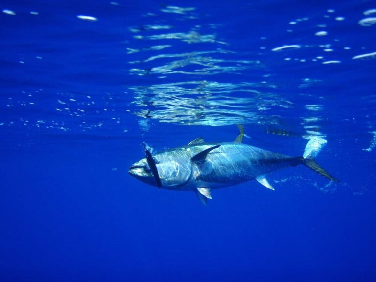 Research reveals traits that make fish prey tasty to tuna