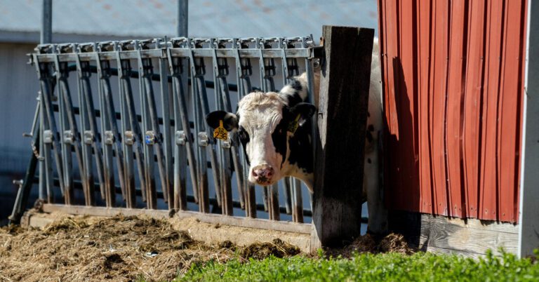 Bird Flu Outbreak in Cattle May Have Begun Months Earlier Than Thought