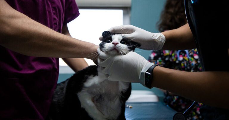 Were You Stuck With a Big Vet Bill? Tell Us About It.