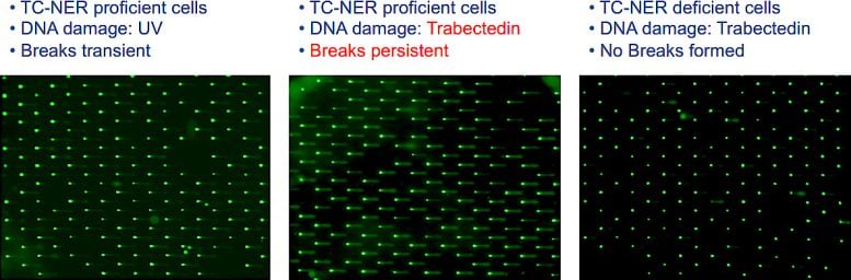 COMET Chip Assays Were Used To Measure Trabectedin Induced Breaks in Cells