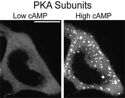 Liquid droplets shape how cells respond to change