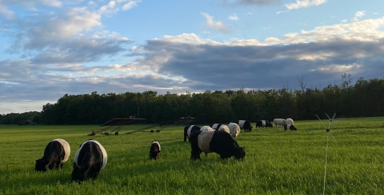 Cows grazing in a green field under a blue sky.