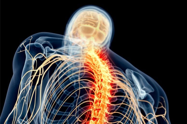 Spinal Cord Nerves