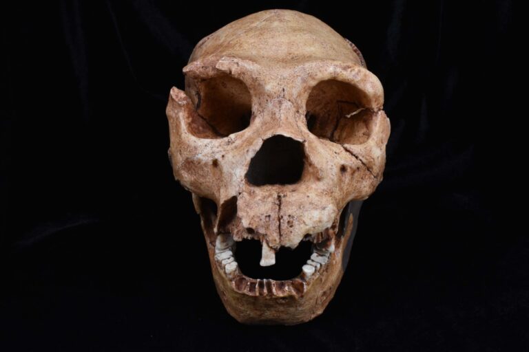 “Bizarre” Patterns Unearthed – Cambridge Study Challenges Traditional Views on Human Origins