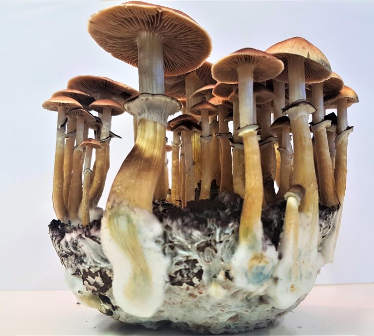 Decoding Psilocybin: “Magical” Enzymatic Pathways to Psychiatric Breakthroughs